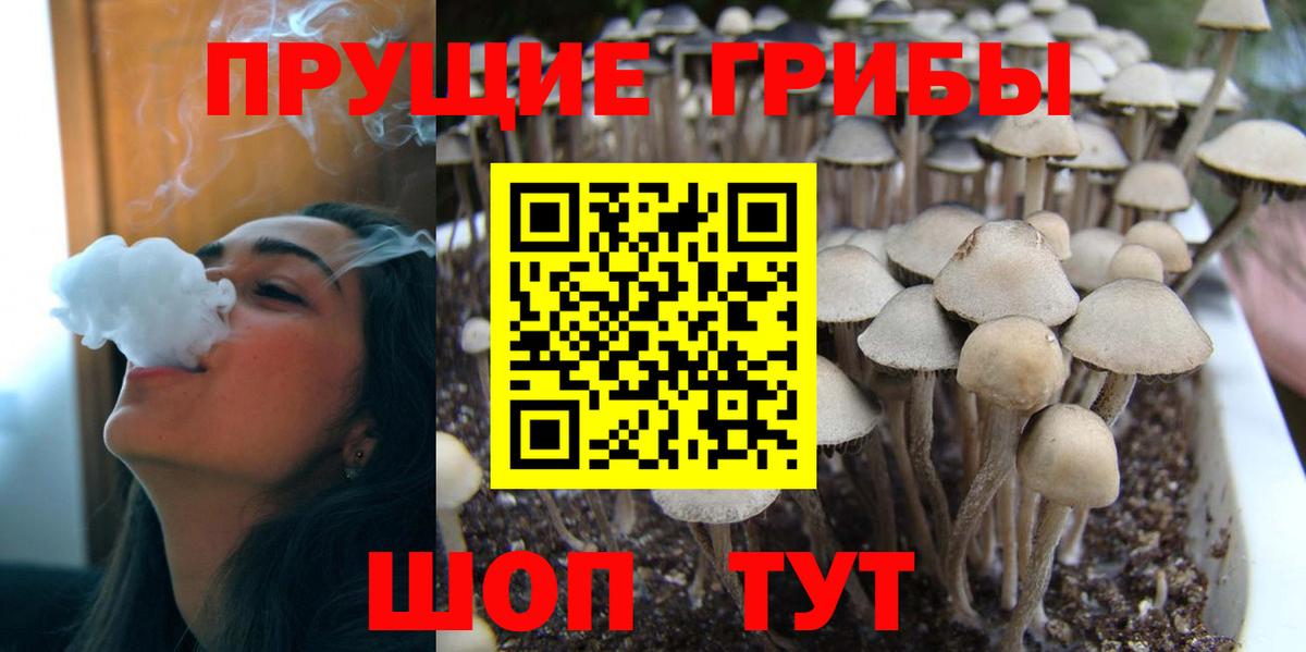 Псилоцибиновые грибы Psilocybe  Вход с VPN  Якутск 